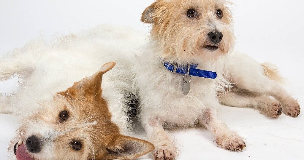 Membru canin nou si gelozia cainelui tau