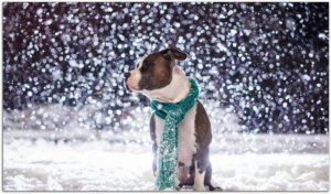 Ingrijirea canina pe timp de iarna